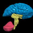 14.PNG.74c4a4a184b2b397fca582c89b0fdcf0.png 3D Model of Human Brain