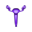 OBJ1-.obj 3D Model of Female Reproductive System