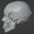 35.png 3D Model of Skull Bones