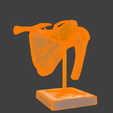 13.png 3D Model of Human Shoulder Joint on Stand