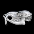 bandicam-2026-02-08-13-51-16-486.jpg CHINESE WATER DEER SKULL