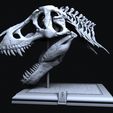 front.jpg Tyrannosaurus skull