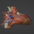 4.png 3D Model of Human Heart with Double Aortic Arch (DAA) - generated from real patient