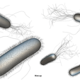 E.-coli_Matcap.png Microscopic Life Collection 01