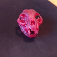 1614110082858.jpg "Cat Skull" : 3D file for sale