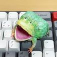 open-mouth_budgett's_frog-06.jpg Rã de Budgett de boca aberta