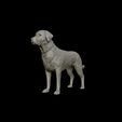 14.jpg Labrador Retriever model 3D print model