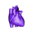 OBJ_WHS-.obj 3D Heart Anatomy with Codominance