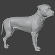 rottlsp.png Rottweiler