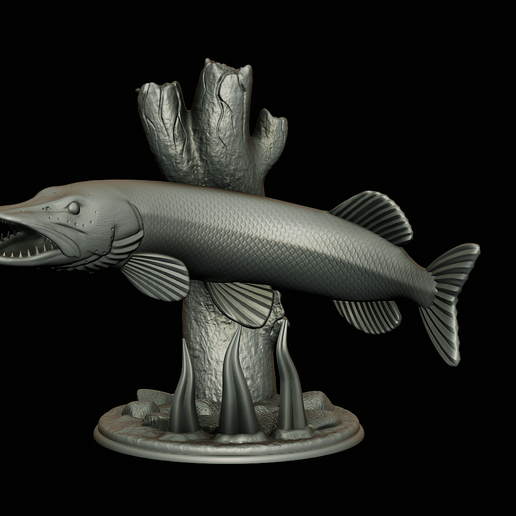 esox lucius 2