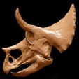 Triceratops_juv04.jpg Triceratops juvenile: Dinosaur Skull