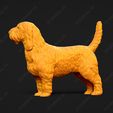 1026-Basset_Griffon_Vendeen_Petit_Pose_03.jpg Basset Griffon Vendeen Petit Dog 3D Print Model Pose 03