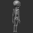 straight.jpg Fetus infant skeleton