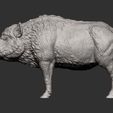 Boar11.jpg Boar 3D print model
