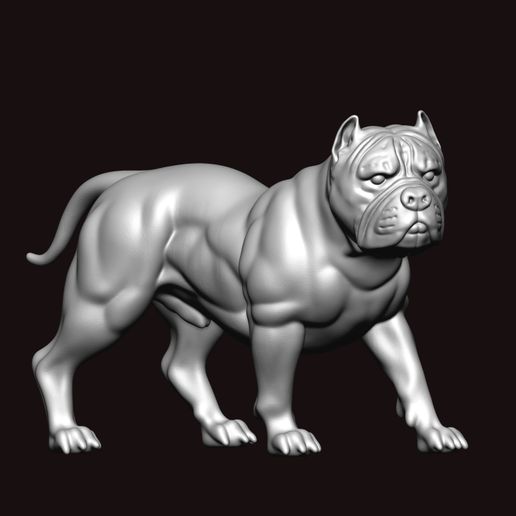 american bully BODY