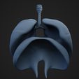 LD_5.png Lungs and Diaphragm