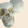 04796966-E802-4400-9E57-CE317322130D.png Anatomical skull (Adult) 3 magnetic pieces