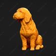 905-Basset_Fauve_de_Bretagne_Pose_06.jpg Basset Fauve de Bretagne Dog 3D Print Model Pose 06