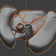 14.png 3D Model of Heart and Lungs