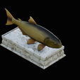 golden-dorado-statue-box-1-18.png fish golden dorado / Salminus brasiliensis with storage space / for 3d printing