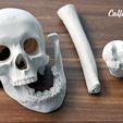 skull_02.jpg Penholder Skull Calligraphy