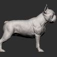 boston-terrier7.jpg boston terrier 3D print model