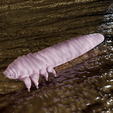 demodex.png Demodex Parazit