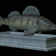 Zander-statue-11.png fish zander / pikeperch / Sander lucioperca statue detailed texture for 3d printing