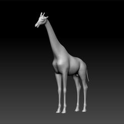 z3.jpg Giraffe