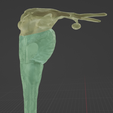 BRAIN-STEM-WITH-CRANIAL-NERVES-AND-NUCLEI-12.png 32-part Brainstem & Midbrain 3D Model with Full Cranial Nerves and Nuclei