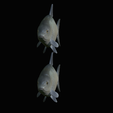 Bream-fish-4.png fish Common bream / Abramis brama solo model detailed texture for 3d printing