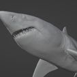 Carcharodon3D_02.jpg White shark (Carcharodon carcharias)
