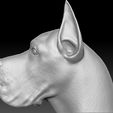 10.jpg Great Dane head for 3D printing