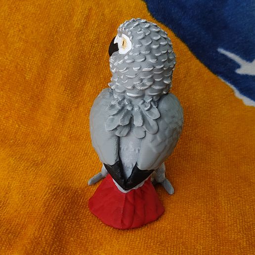 IMG_20240204_153650574_MP.jpg African Grey Parrot