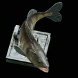 zander-trophy-18.png zander / pikeperch / Sander lucioperca fish in motion trophy statue detailed texture for 3d printing