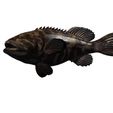 E.jpg DOWNLOAD Coral Fish 3D MODEL - ANIMATED for 3D printing - maya - 3DS MAX - UNITY - UNREAL - BLENDER - C4D - CARTOON - POKÉMON - Coral Fish Goby Epinephelinae Epinephelus bruneus