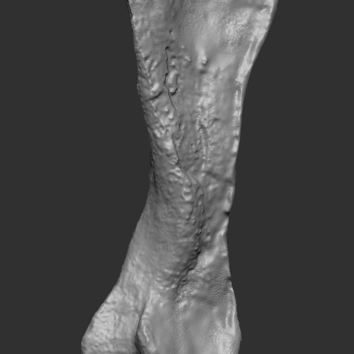 HYPA BONE2.png Dinosaurierknochen - Hypacrosaurus Mittelfußknochen