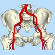 1.jpg pelvis with blood vessels