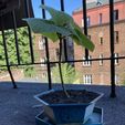360089809_220877430912870_8068001034730994569_n.jpg bonsai pot