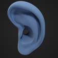 EarModel_2.png Human Ear