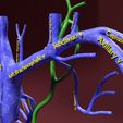 file-23.jpg Venous system thorax abdominal vein labelled 3D model