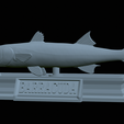 Barracuda-mouth-statue-38.png fish great barracuda / Sphyraena barracuda open mouth statue detailed texture for 3d printing