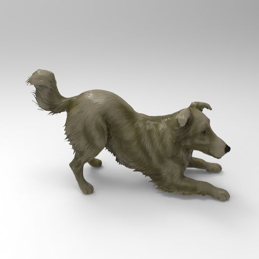 col3.jpg Бордер-колли игривая