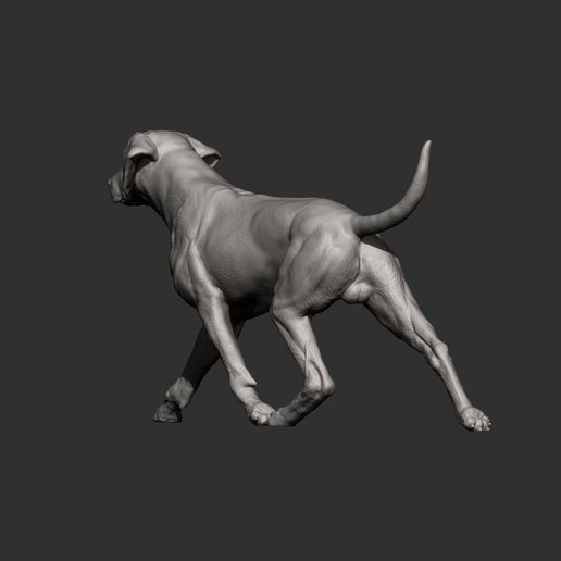 rhodesian-ridgeback-running8.jpg rhodesian ridgeback running 3D printed model