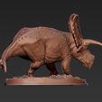 torosaurus-triceratops-drusus-4.jpg Drusus Solo- Torosaurus Triceratops Dinosaur Ceratopsian