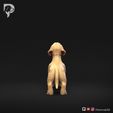 Dachshund-Miniature-Wire-Haired-Pose-02-Dog-3D-Print-5s.jpeg Dachshund Miniatura Pelo de Alambre Pose 02