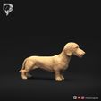 Dachshund-Miniature-Wire-Haired-Pose-01-Dog-3D-Print-2s.jpeg Dackel Miniatur Drahthaar Pose 01