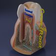 aa0001.jpg Corte esquemático de los dientes etiquetado