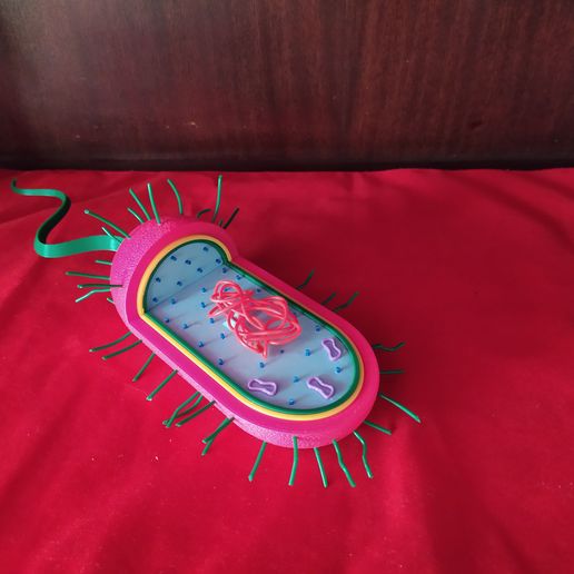 IMG_20210828_082623.jpg Prokaryotic Cell