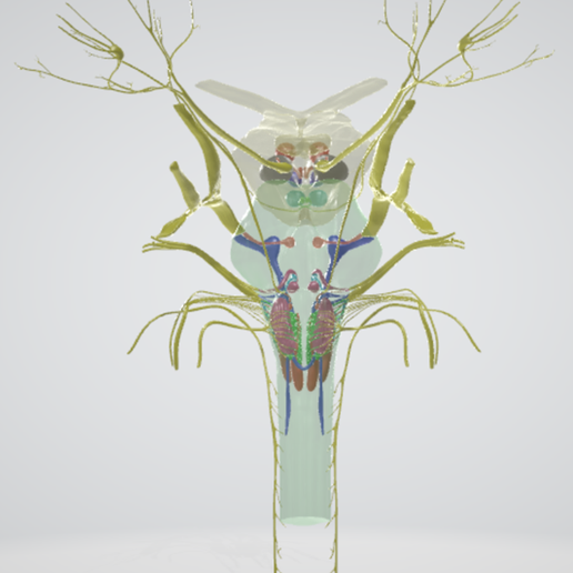 BRAIN-STEM-WITH-CRANIAL-NERVES-AND-NUCLEI-1.png 32-part Brainstem & Midbrain 3D Model with Full Cranial Nerves and Nuclei